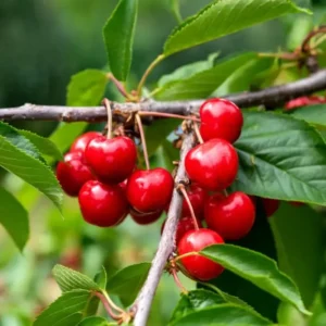2 Wild Cherry Fruit Tree Seedlings, 1-2 Feet Tall, Sweet Cherry Plants Live for Outdoor Planting, No Ship To CA