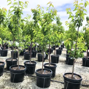 Cherry Tree Live Plant, 4-5 Feet Tall, Large Size, Cherry Fruit Tree Plant Live, Sweet Cherry Plant