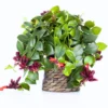 Purple Star Lipstick Plant Live Aeschynanthus, Purple Lipstick Indoor Flowering Plant for Hanging Baskets, In 2 Inc Pot