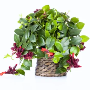 Purple Star Lipstick Plant Live Aeschynanthus, Purple Lipstick Indoor Flowering Plant for Hanging Baskets, In 2 Inc Pot
