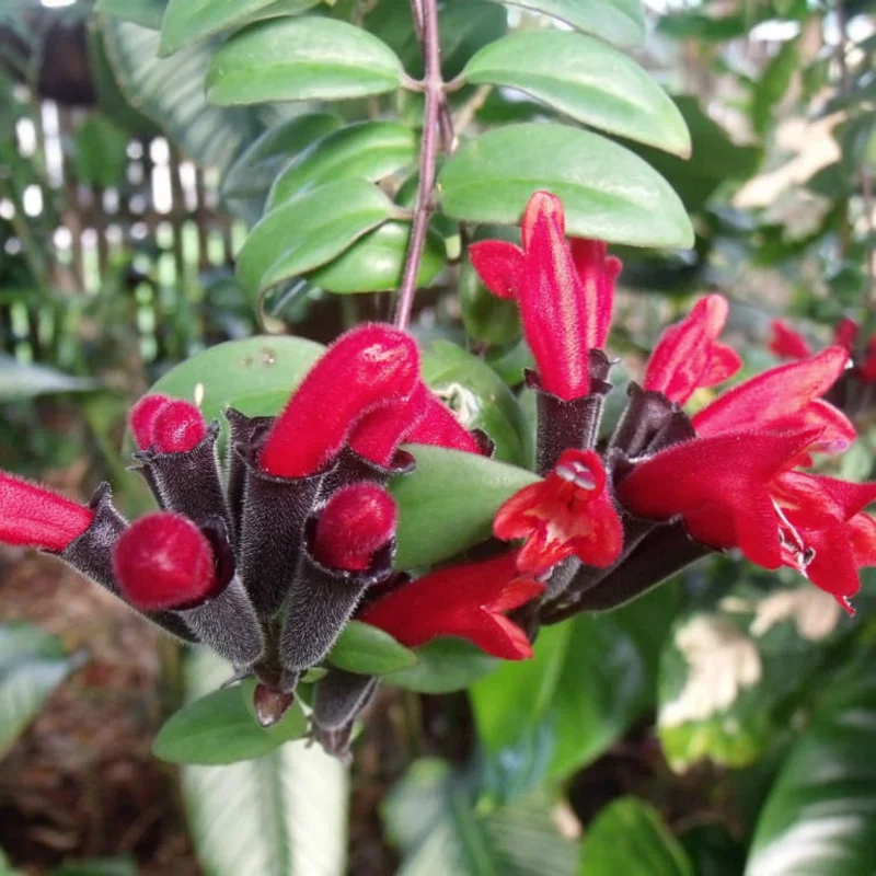 Red Lipstick Aeschynanthus, Lipstick Plant Live Houseplant, Stunning Indoor Flowering Plant for Hanging Baskets, In 2 Inc Pot