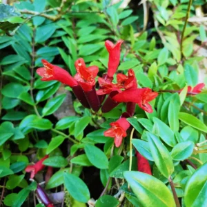 Red Lipstick Aeschynanthus, Lipstick Plant Live Houseplant, Stunning Indoor Flowering Plant for Hanging Baskets, In 2 Inc Pot