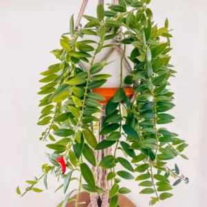 Red Lipstick Aeschynanthus, Lipstick Plant Live Houseplant, Stunning Indoor Flowering Plant for Hanging Baskets, In 2 Inc Pot