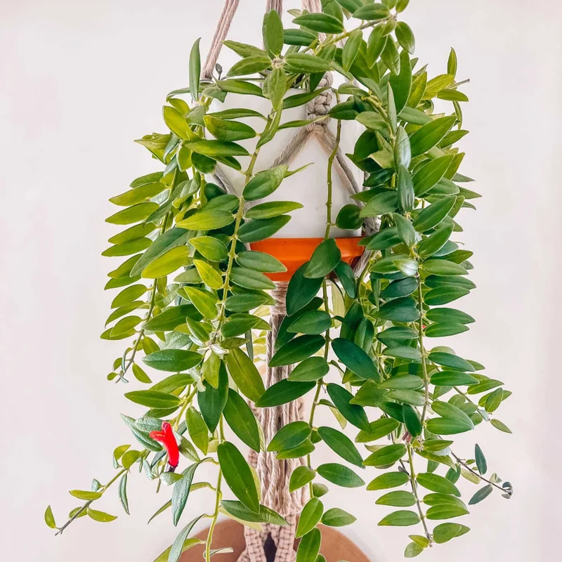 Red Lipstick Aeschynanthus, Lipstick Plant Live Houseplant, Stunning Indoor Flowering Plant for Hanging Baskets, In 2 Inc Pot