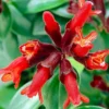 Red Lipstick Aeschynanthus, Lipstick Plant Live Houseplant, Stunning Indoor Flowering Plant for Hanging Baskets, In 2 Inc Pot