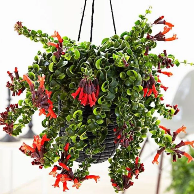 Lipstick Curly Plant, Twisted Lipstick Aeschynanthus, In Pot, Live Indoor Flowering Plant for Hanging Baskets and Home Decor