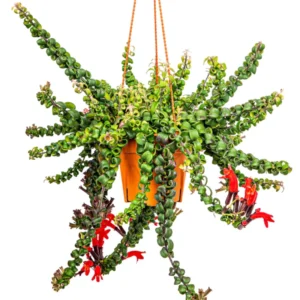 Twisted Lipstick Plant Live Aeschynanthus, Live Curly Lipstick Succulent Plant, Vibrant Indoor Flowering Plant, In Pot