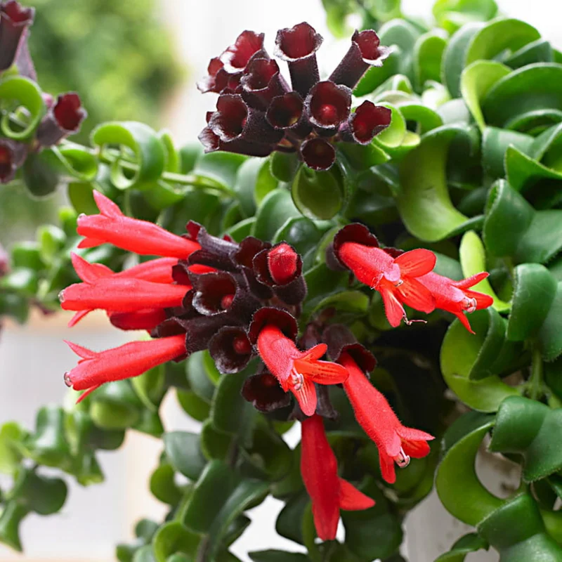 Lipstick Curly Plant, Twisted Lipstick Aeschynanthus, In Pot, Live Indoor Flowering Plant for Hanging Baskets and Home Decor