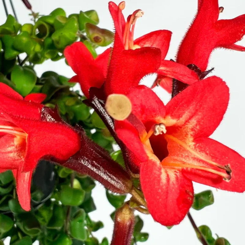 Lipstick Curly Plant, Twisted Lipstick Aeschynanthus, In Pot, Live Indoor Flowering Plant for Hanging Baskets and Home Decor