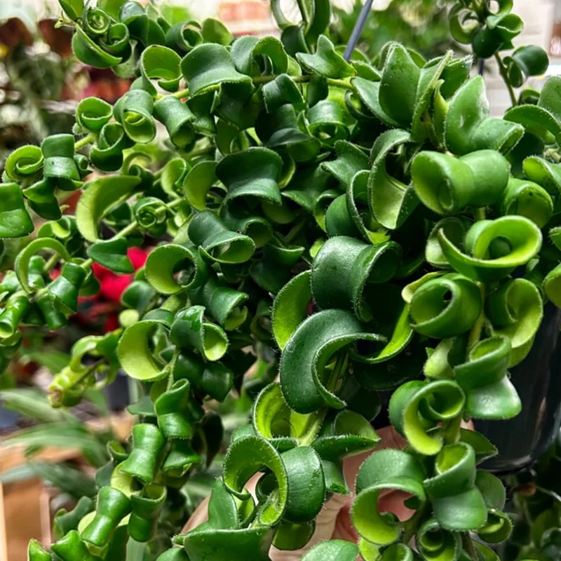 Lipstick Curly Plant, Twisted Lipstick Aeschynanthus, In Pot, Live Indoor Flowering Plant for Hanging Baskets and Home Decor
