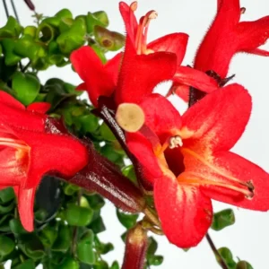 Twisted Lipstick Plant Live Aeschynanthus, Live Curly Lipstick Succulent Plant, Vibrant Indoor Flowering Plant, In Pot
