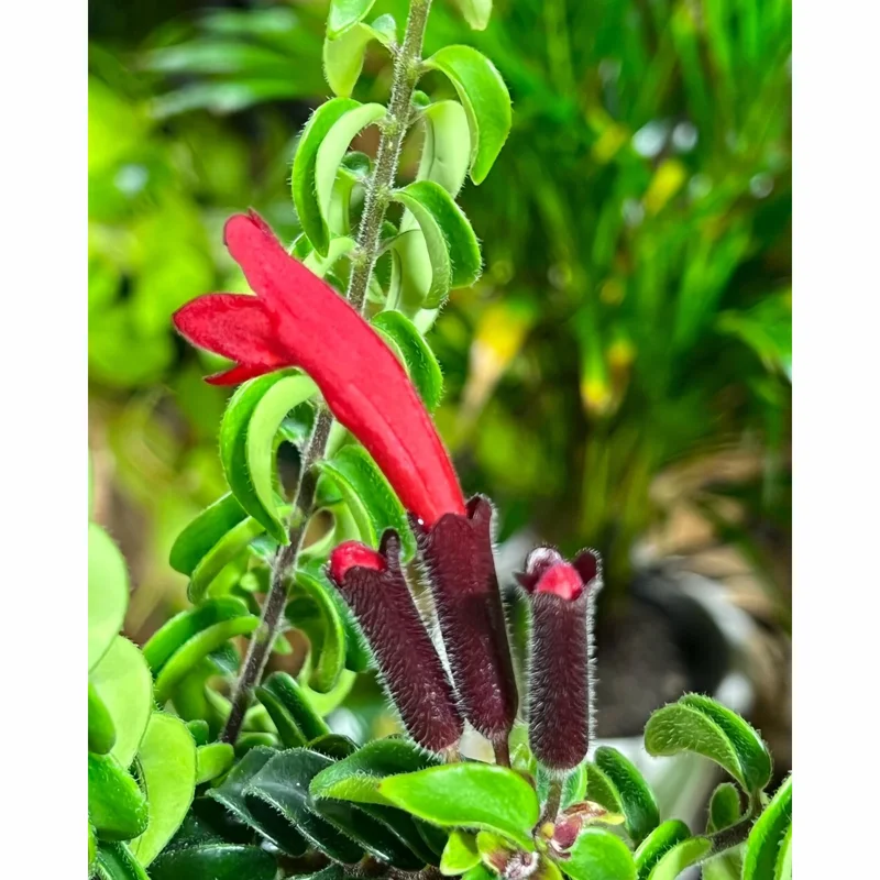Lipstick Curly Plant, Twisted Lipstick Aeschynanthus, In Pot, Live Indoor Flowering Plant for Hanging Baskets and Home Decor