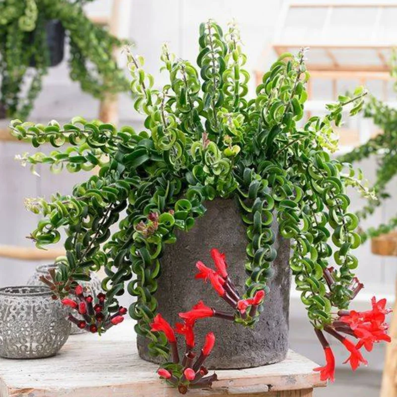 Lipstick Curly Plant, Twisted Lipstick Aeschynanthus, In Pot, Live Indoor Flowering Plant for Hanging Baskets and Home Decor