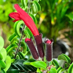 Lipstick Plant Live Aeschynanthus, Stunning Lipstick Flowers, Ideal for Indoor Decoration Hanging Baskets, 2 Inc Pot