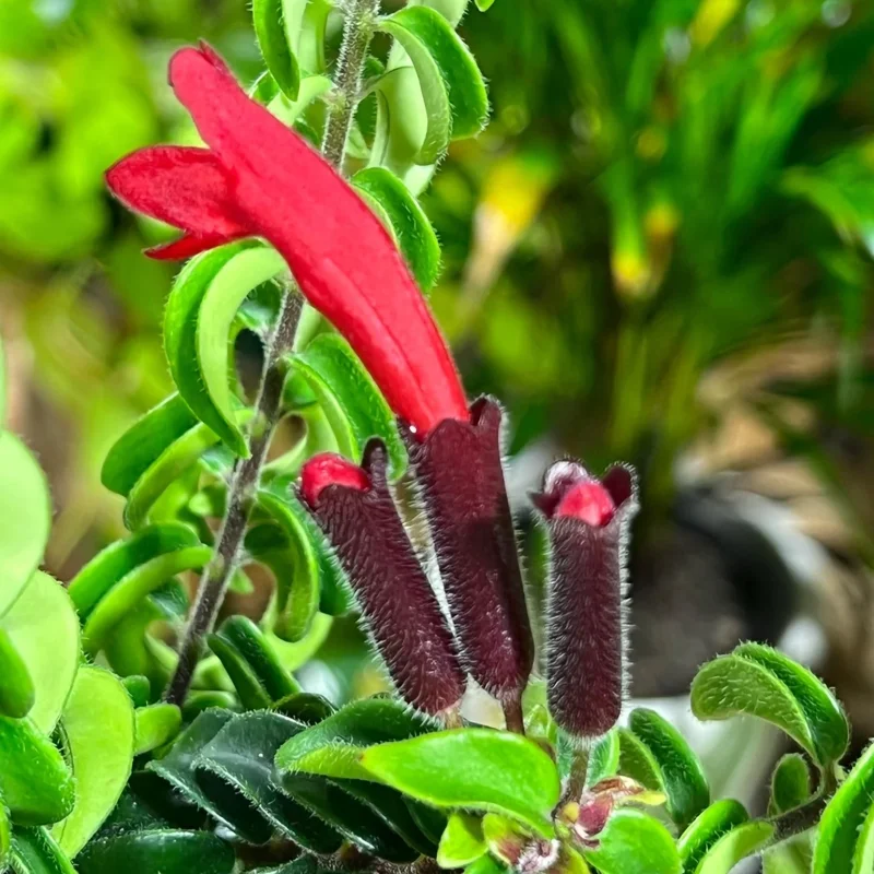 Lipstick Plant Live Aeschynanthus, Stunning Lipstick Flowers, Ideal for Indoor Decoration Hanging Baskets, 2 Inc Pot