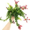 Lipstick Curly Aeschynanthus, Twisted Lipstick Plant, Inc Pot, Beautiful Live Indoor Flowering Plant for Hanging Pots Home Decor