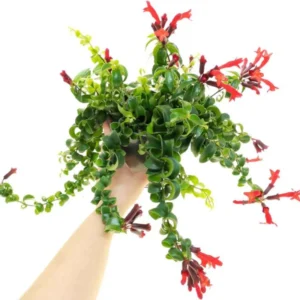 Lipstick Curly Aeschynanthus, Twisted Lipstick Plant, Inc Pot, Beautiful Live Indoor Flowering Plant for Hanging Pots Home Decor