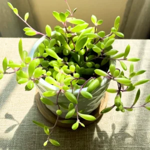 Ruby Necklace Plant, Ruby Necklace Succulent In Pot, Succulents Plant Live, Hanging House Plant