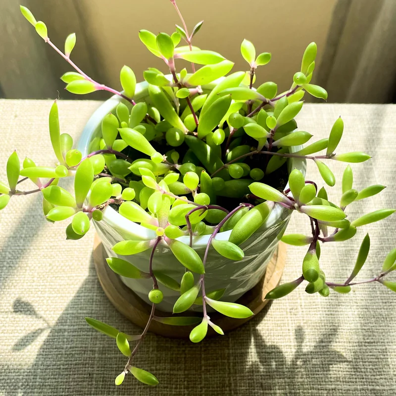 Ruby Necklace Plant, Ruby Necklace Succulent In Pot, Succulents Plant Live, Hanging House Plant