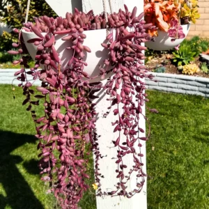 Ruby Necklace Plant, Ruby Necklace Succulent In Pot, Succulents Plant Live, Hanging House Plant