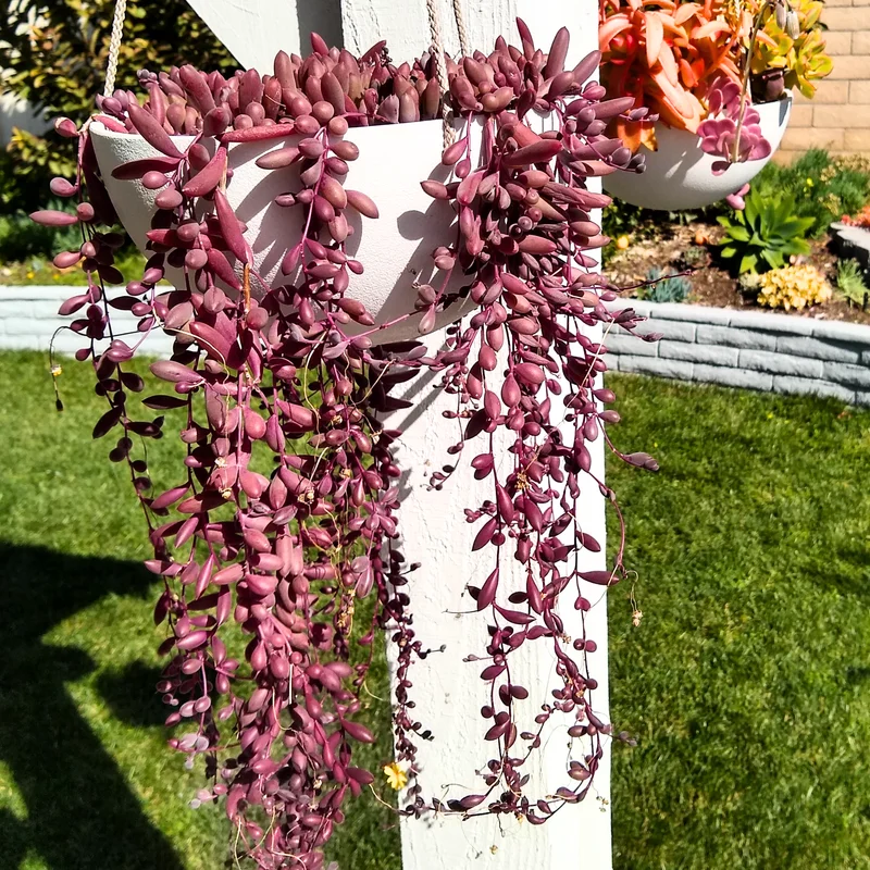Ruby Necklace Plant, Ruby Necklace Succulent In Pot, Succulents Plant Live, Hanging House Plant