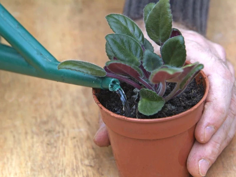 watering African Violet plants