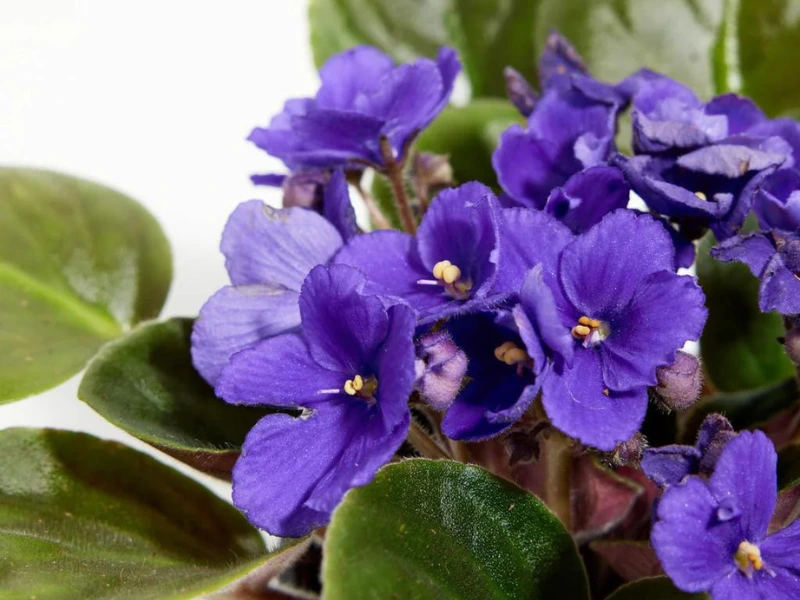 African Violets 