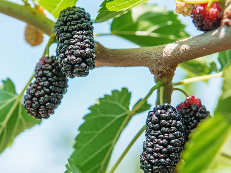 Dwarf mulberry trees (Morus spp.)