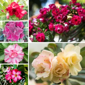 4 Desert Rose Plant, Live Desert Rose Flower Plants, Succulents Plants, Seedling Desert Rose Trees 4 Inches Height