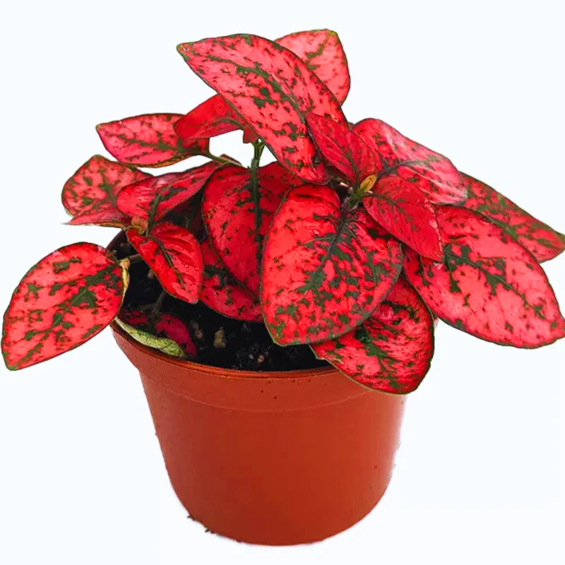 6 Polka Dot Plants Live, Red Hypoestes Live Plants, Polka Dot Plants Hypoestes Phyllostachya Rooted 3 Inches Tall, House Plants Indoors Live