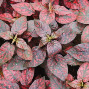 6 Polka Dot Plants Live, Red Hypoestes Live Plants, Polka Dot Plants Hypoestes Phyllostachya Rooted 3 Inches Tall, House Plants Indoors Live