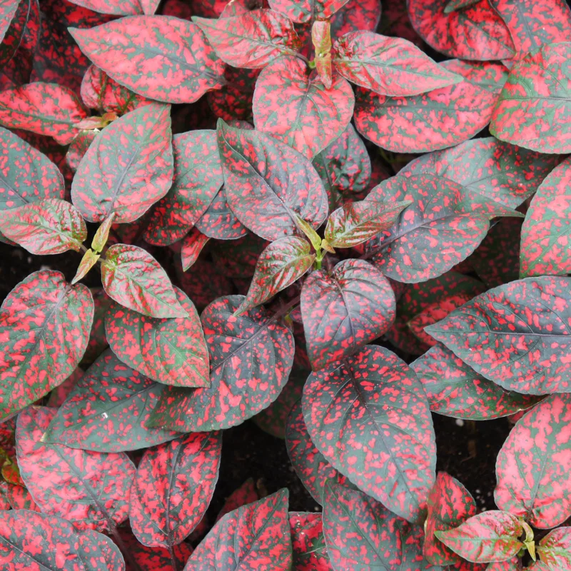 6 Polka Dot Plants Live, Red Hypoestes Live Plants, Polka Dot Plants Hypoestes Phyllostachya Rooted 3 Inches Tall, House Plants Indoors Live