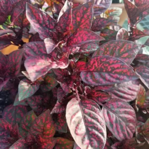 6 Polka Dot Plants Live, Red Hypoestes Live Plants, Polka Dot Plants Hypoestes Phyllostachya Rooted 3 Inches Tall, House Plants Indoors Live