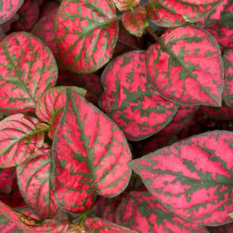 6 Polka Dot Plants Live, Red Hypoestes Live Plants, Polka Dot Plants Hypoestes Phyllostachya Rooted 3 Inches Tall, House Plants Indoors Live
