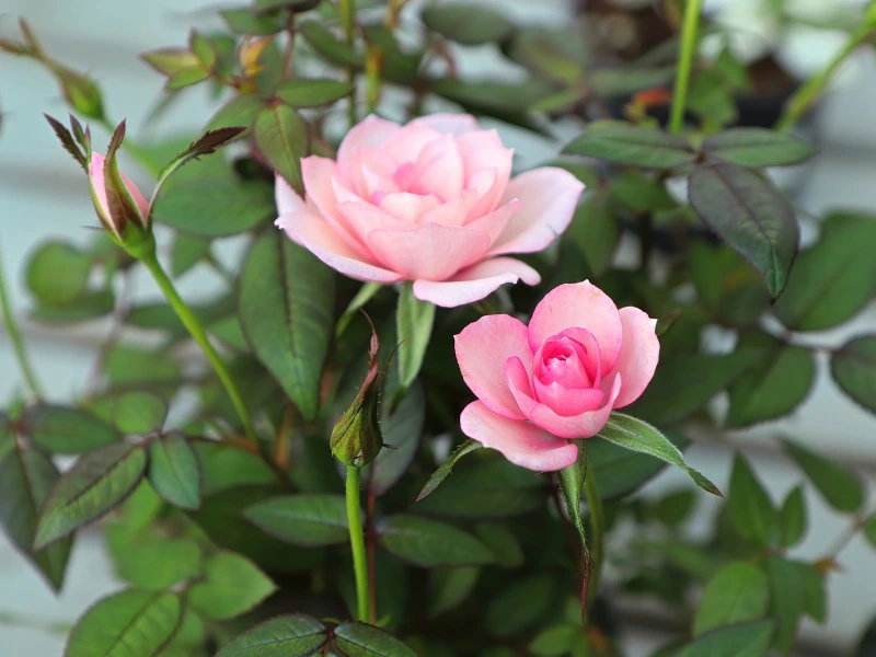 Miniature Roses, best plants for valentine's day