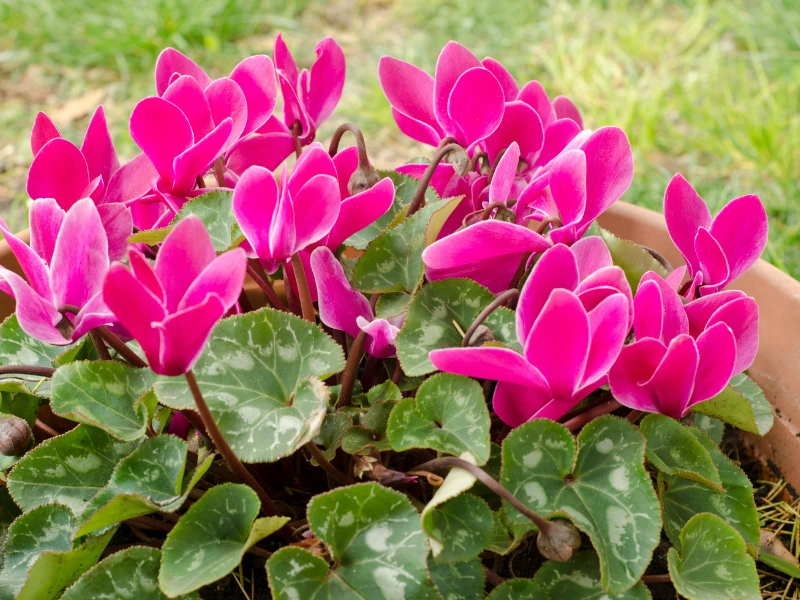 Cyclamen