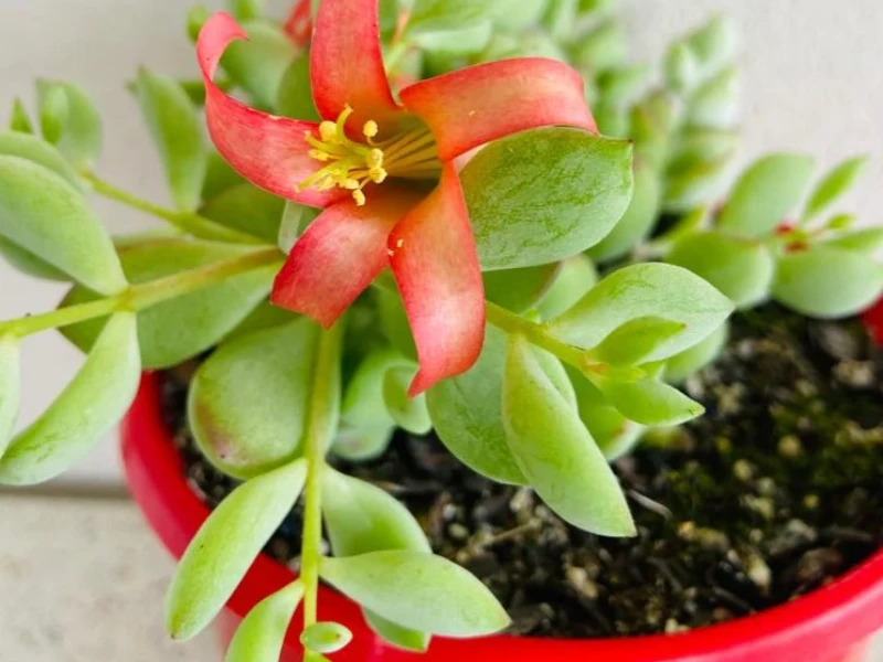 cliff cotyledon succulent