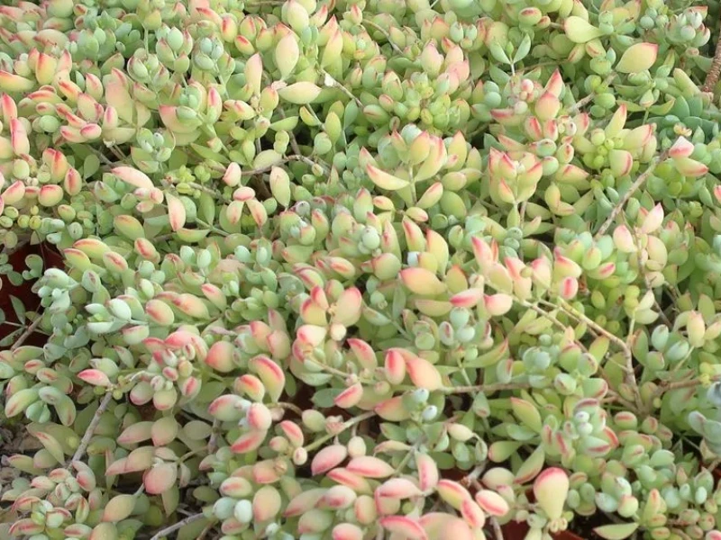 growing cliff cotyledon succulent