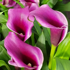 Calla Lily Bulbs, Calla Lilies Bulbs, Calla Lily Bulbs For Planting, Spring Bulbs, Spring Flower Bulbs