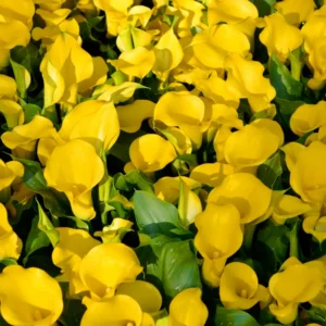 Calla Lily Bulbs, Calla Lilies Bulbs, Calla Lily Bulbs For Planting, Spring Bulbs, Spring Flower Bulbs