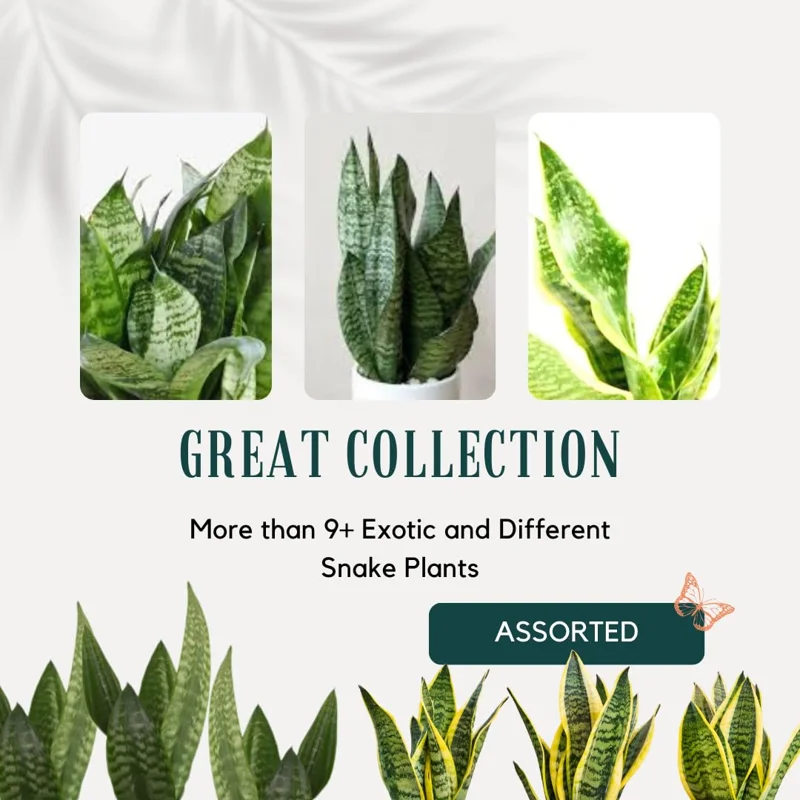 Black Hahnii Snake Live Plant for Houseplant Decor, Ornamental Snake Plant Live, No Pot, Fast Growing, Sansevieria trifasciata