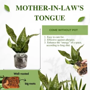 Black Hahnii Snake Live Plant for Houseplant Decor, Ornamental Snake Plant Live, No Pot, Fast Growing, Sansevieria trifasciata