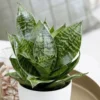 Coral Snake Live Plant for Houseplant Decor, Ornamental Snake Plant Live, No Pot, Fast Growing