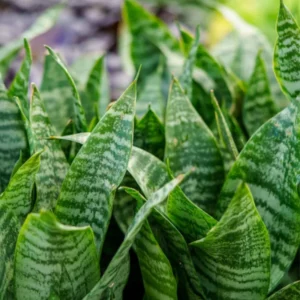 Coral Snake Live Plant for Houseplant Decor, Ornamental Snake Plant Live, No Pot, Fast Growing