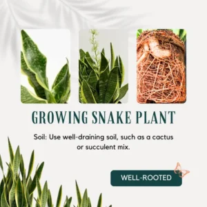 Black Hahnii Snake Live Plant for Houseplant Decor, Ornamental Snake Plant Live, No Pot, Fast Growing, Sansevieria trifasciata