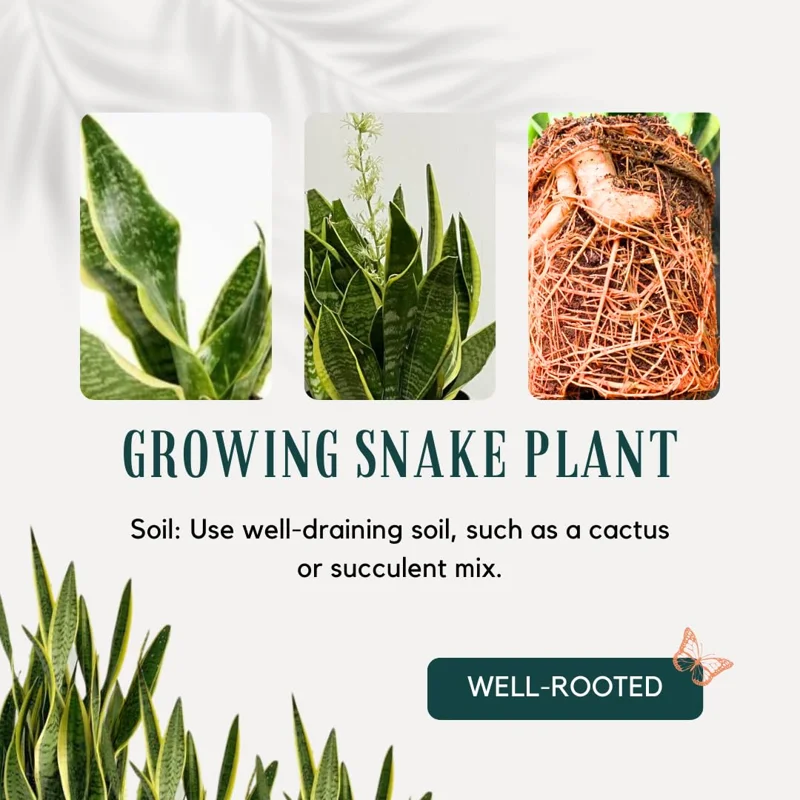 Black Hahnii Snake Live Plant for Houseplant Decor, Ornamental Snake Plant Live, No Pot, Fast Growing, Sansevieria trifasciata