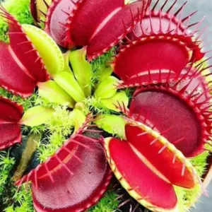 Pack 6 Venus Flytraps Plant Live, Starter Plant Fly Trap Dionaea Muscipula for Growing