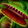 Pack 6 Venus Flytraps Plant Live, Starter Plant Fly Trap Dionaea Muscipula for Growing