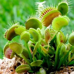 Combo 6 Live Venus Flytraps Plants Starter Size, Dionaea Muscipula for Gardening, Plant Fly Trap Indoor Outdoor