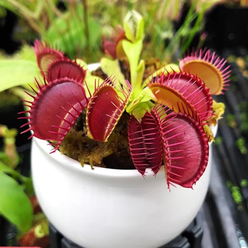Combo 6 Live Venus Flytraps Plants Starter Size, Dionaea Muscipula for Gardening, Plant Fly Trap Indoor Outdoor